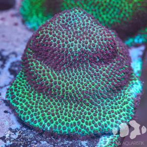 Porites The Grinch